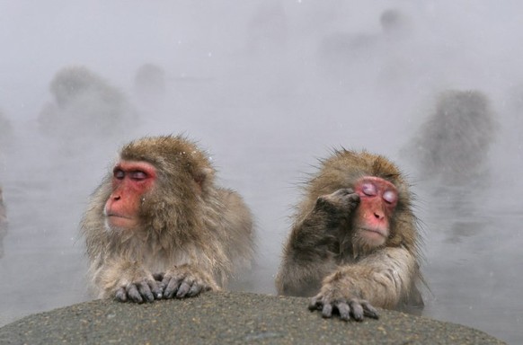 Vier Makaken bildeten das Impfprotein selbst.