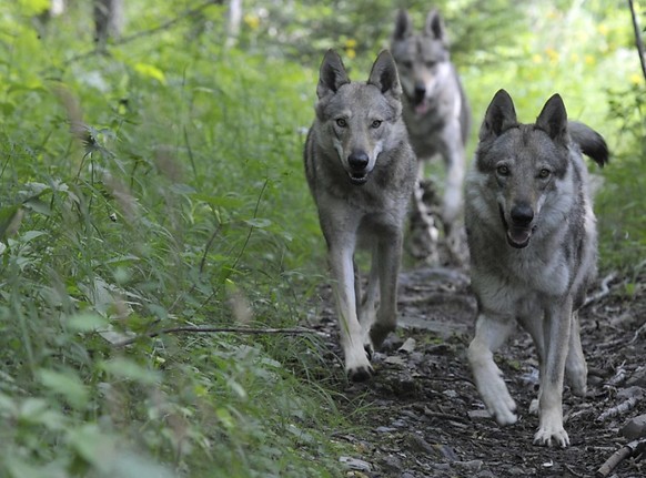 Wölfe geraten ab und zu in Konflikt mit Anlagen der Zivilisation: In der Nacht auf Sonntag wurde auf dem Julierpass ein Wolf von einem Auto überfharen (Archivbild).