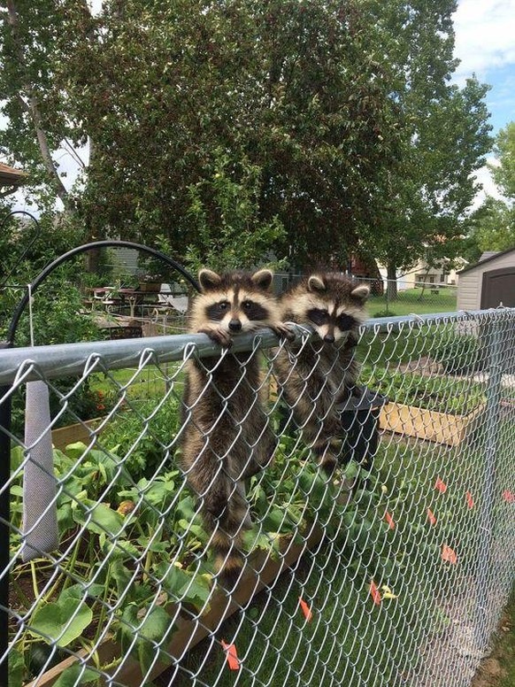 cute news tier waschbär

https://www.reddit.com/r/NatureIsFuckingCute/comments/1fzc79t/cute/