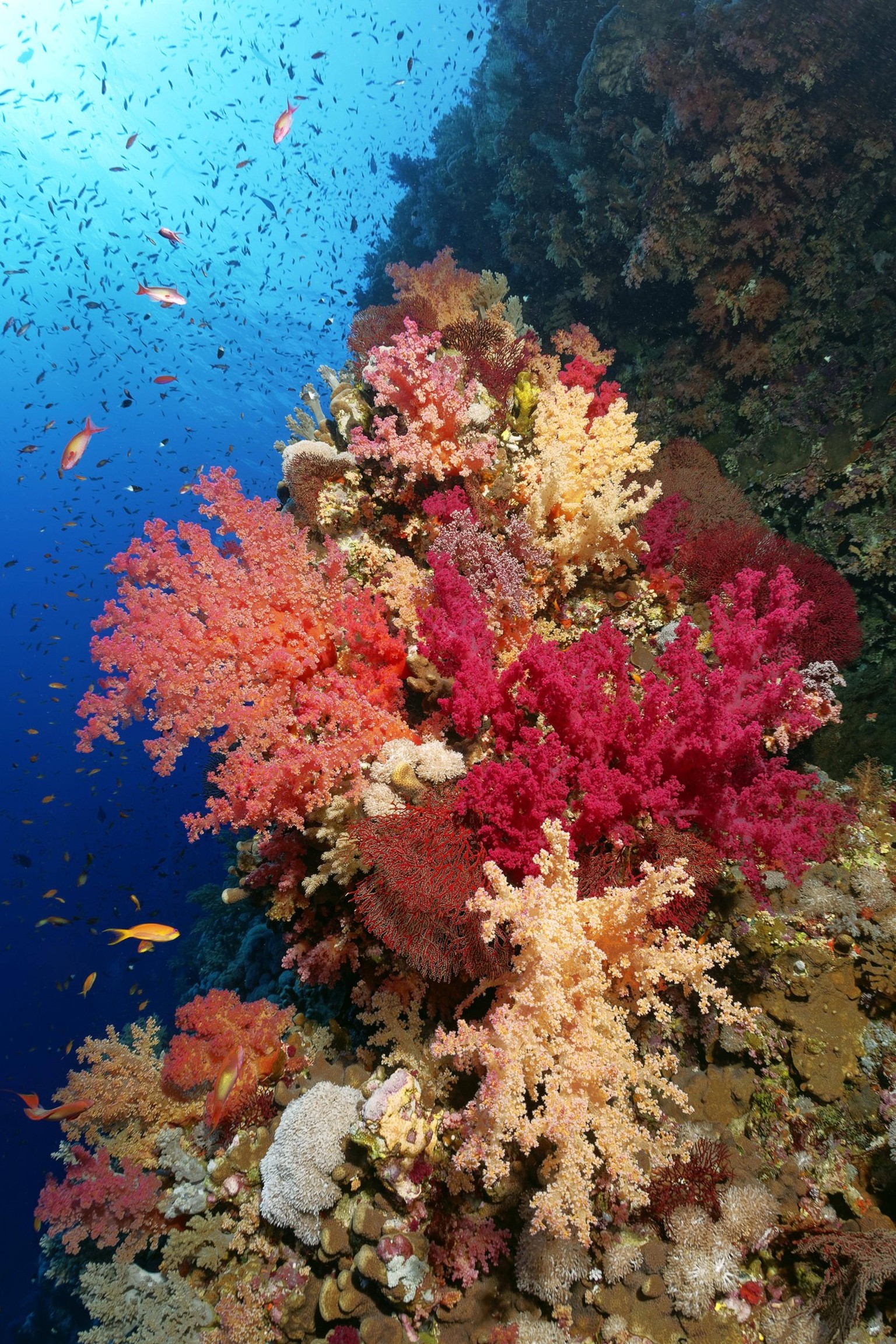 Korallenriff-Steilwand, großer Korallenblock mit vielen Klunzingers-Weichkoralle Dendronephthya in verschiedenen Rottönen, rot, Rotes Meer, Brother Islands auch El Ikhwa-Inseln, Gouvernement Rotes Mee ...