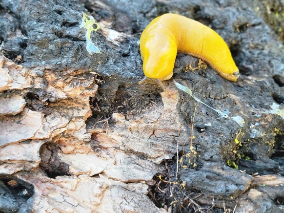 cute news tier bananenschnecke

https://www.reddit.com/r/Animals/comments/1cbj6i9/found_this_cute_little_guy_awhile_ago_banana_slug/