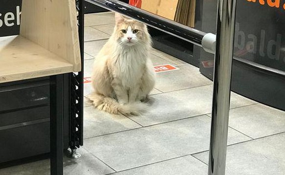 Der Stadtkater Einstein ist wieder einmal eingebrochen, schreibt die Polizei.