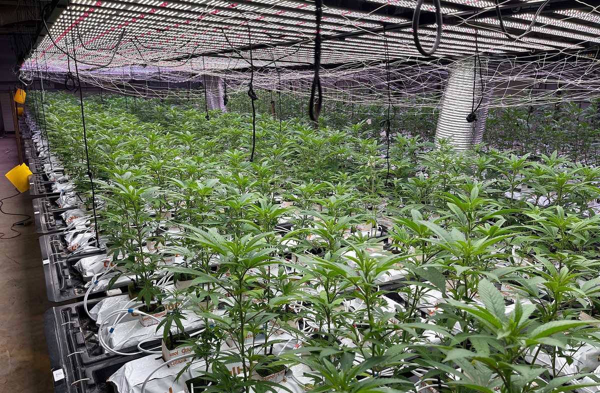 Anlässlich einer Kontrolle konnten Mitarbeitende der Polizei Basel-Landschaft am 10. Dezember 2025 in einem Industriegebäude eine in Betrieb stehende Hanf-Indooranlage mit rund 4000 illegalen THC-halt ...