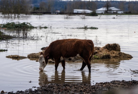 A cow drinks from the flooded Snohomish River in Snohomish, Wash., Thursday, Dec. 11, 2025. (AP Photo/Stephen Brashear)
