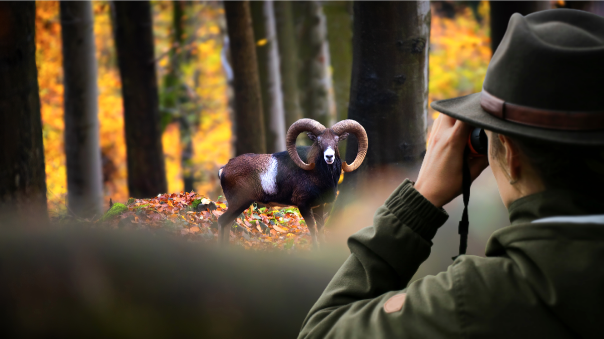 Tir de mouflon