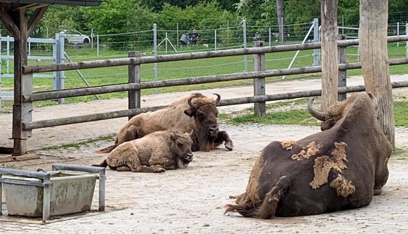 Wisent Wildpark Bruderhaus