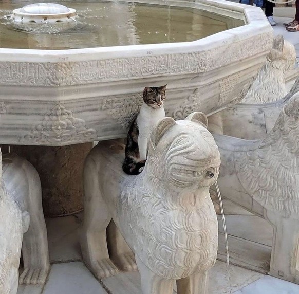 cute news tier katze

https://ch.pinterest.com/pin/20125529579554564/