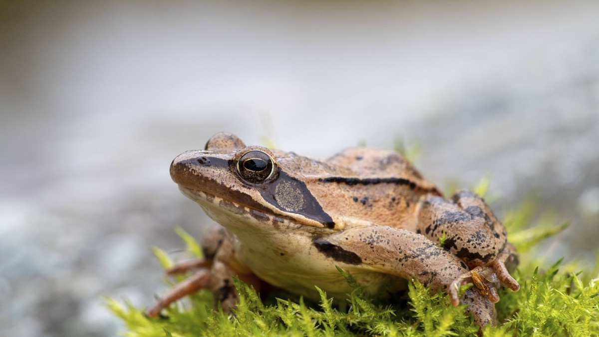 Bestand-schrumpft-Jetzt-ger-t-auch-der-Grasfrosch-im-Flachland-unter-Druck
