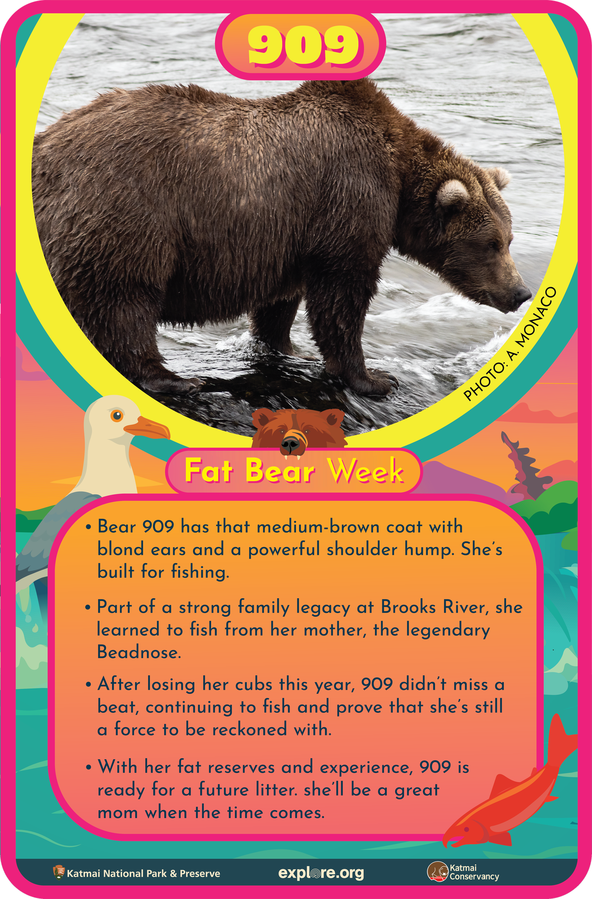 Bär 909 Fact Card