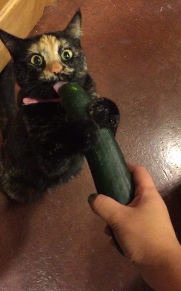 Katze leckt an Gurke