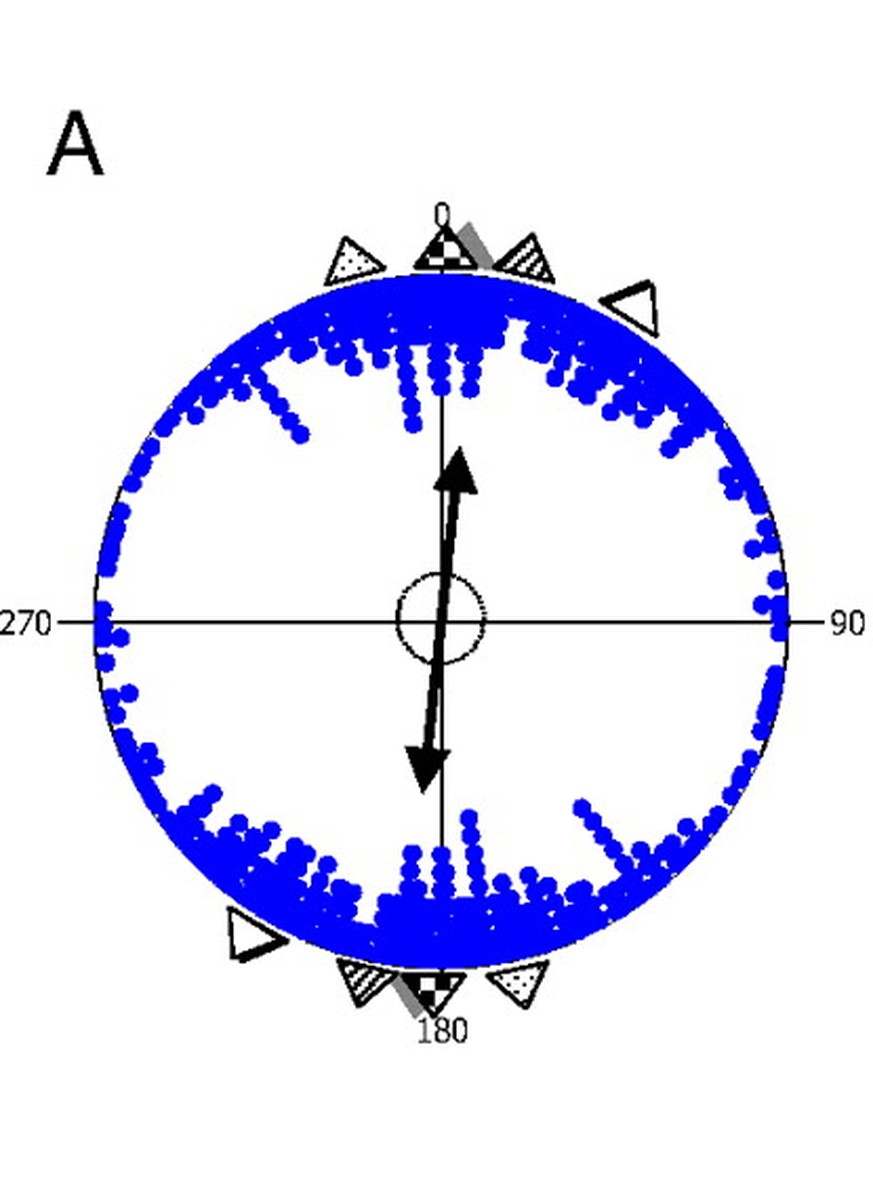 Axial data revealing the N-S alignment in three ruminant species under study. (A) Cattle. (B) Roe deer. (C) Red deer. Each pair of dots (located on opposite sites within the unit circle) represents th ...