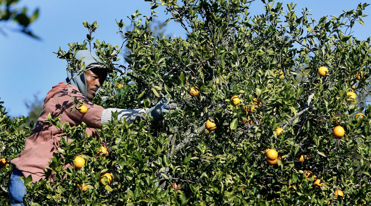 orange pénurie crise jus floride Etats-Unis deuxième guerre mondiale quantité