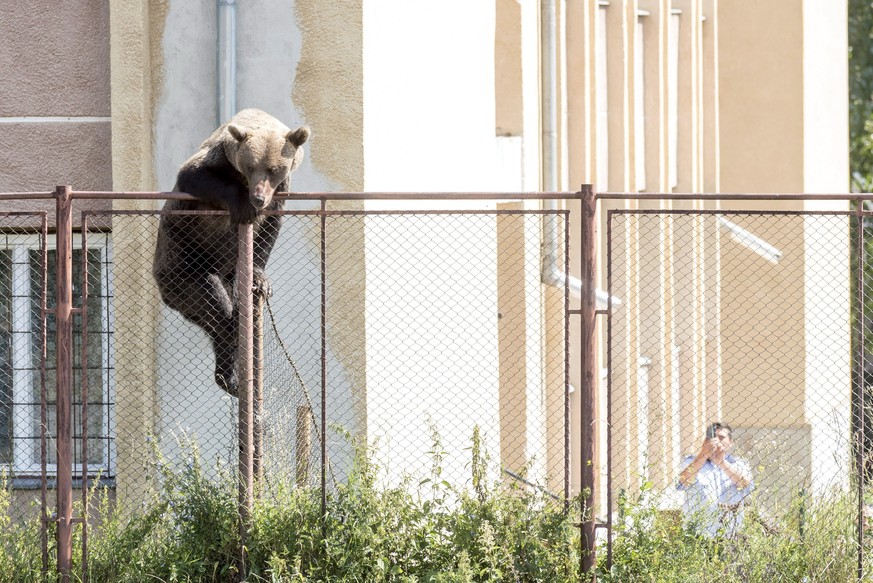 epa06962235 A male brown bear is seen at the courtyard of the Octavian Goga high school in the Transylvanian city of Csikszereda, or Miercurea Ciuc in Romania, 21 August 2018. The bear broke into seve ...