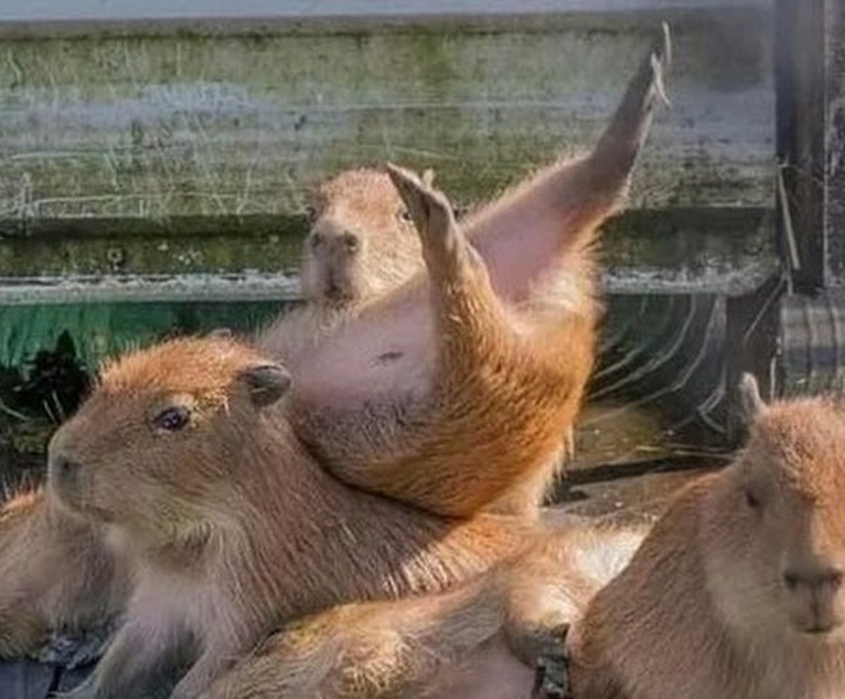 Capybara für Cute News