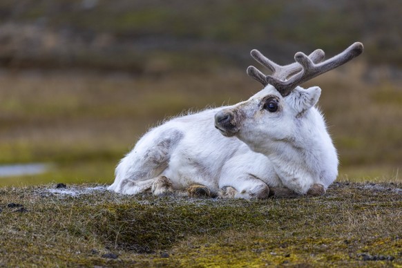 Spitzbergen-Ren Rangifer tarandus platyrhynchus ruht auf Wiese, Säugetiere Mammalia, Longyearbyen, Spitzbergen, Svalbard Svalbard skate Rangifer tarandus platyrhynchus resting in a meadow, Mammals Mam ...