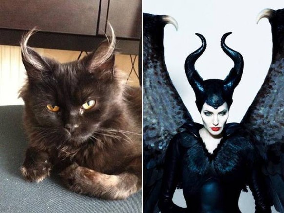 Katze und Maleficent
https://imgur.com/gallery/MeJJR