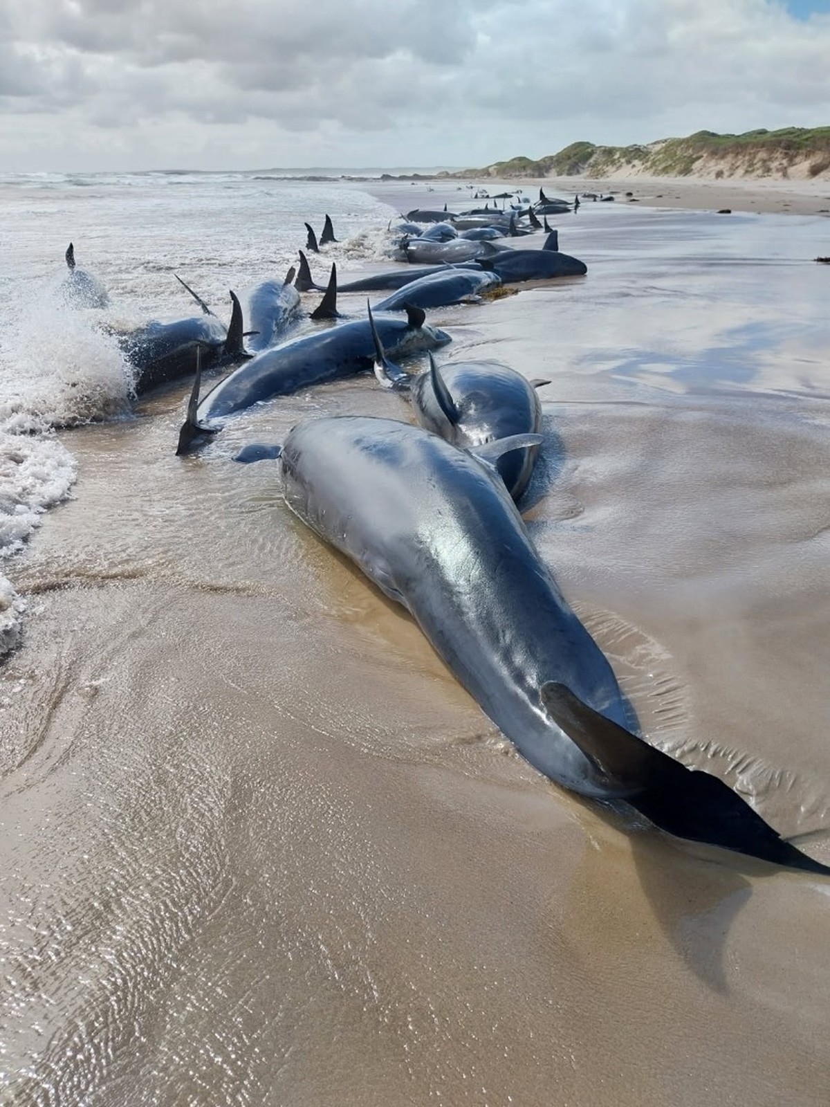 Plus de 150 dauphins s'échouent sur une plage de Tasmanie
