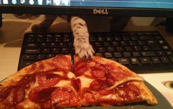 Pizza Katze
https://www.youtube.com/watch?v=qOOdjg87OTg