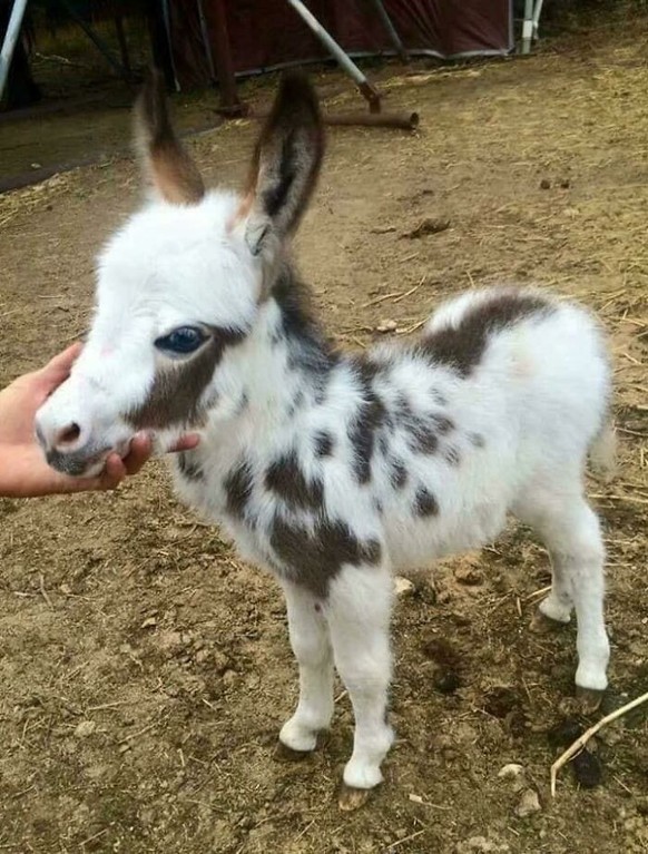 nice news animal donkey https://imgur.com/t/aww/ldo9pbj