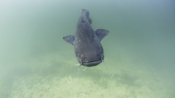 Wels catfish Silurus glanis swimming in the river Rhone, France. PUBLICATIONxINxGERxSUIxAUTxONLY 1607985 RemixMasson