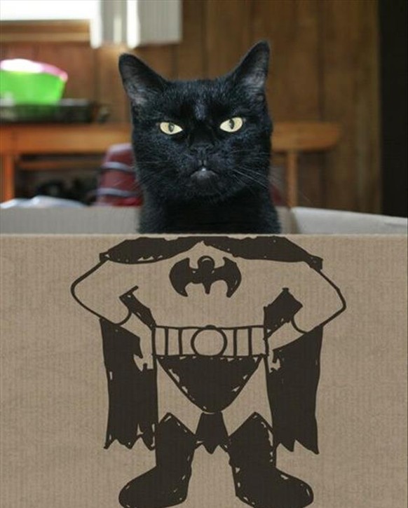 Batman-Katze

http://www.funcatpictures.com/funny-cat-pictures/batman/