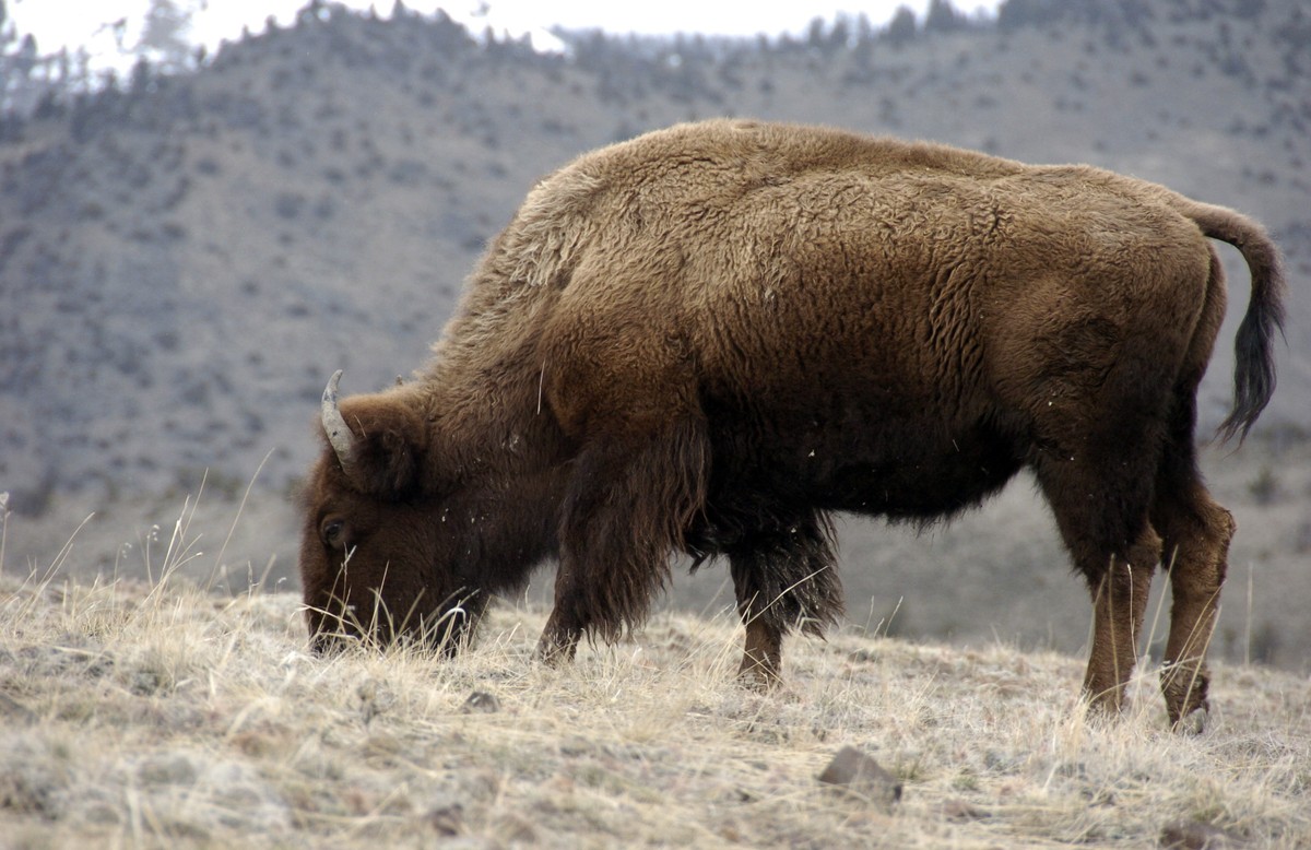 A bison grazes in Yellowstone National Park near Gardiner, Mont., in this March 9, 2016 photo. The bison could soon become the national mammal of the United States. Legislation approved by Congress wo ...