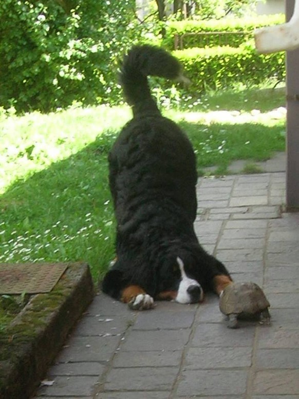 Hund mit Schildkröte