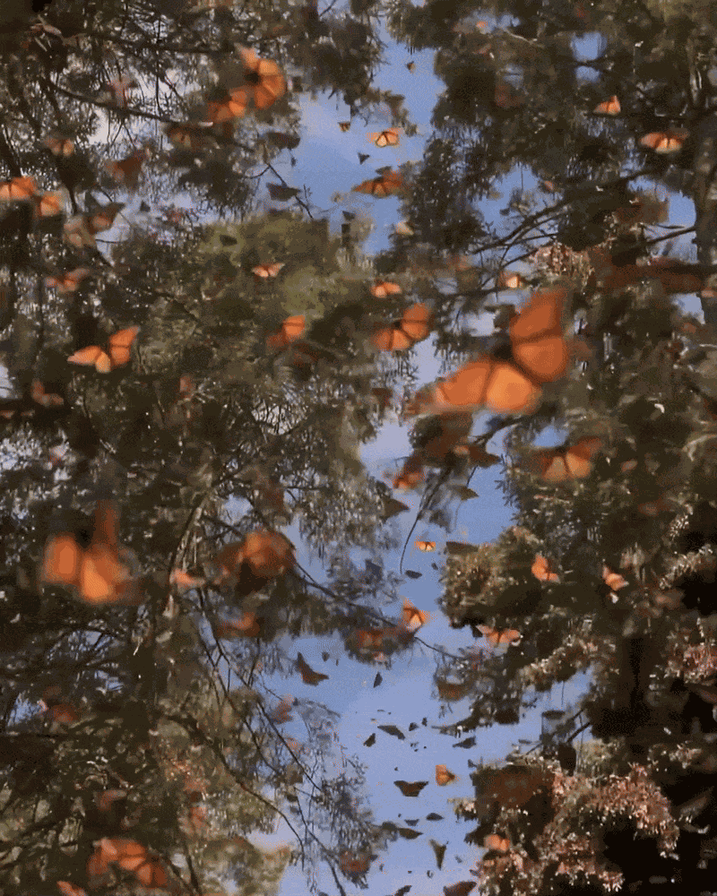 Animiertes GIF