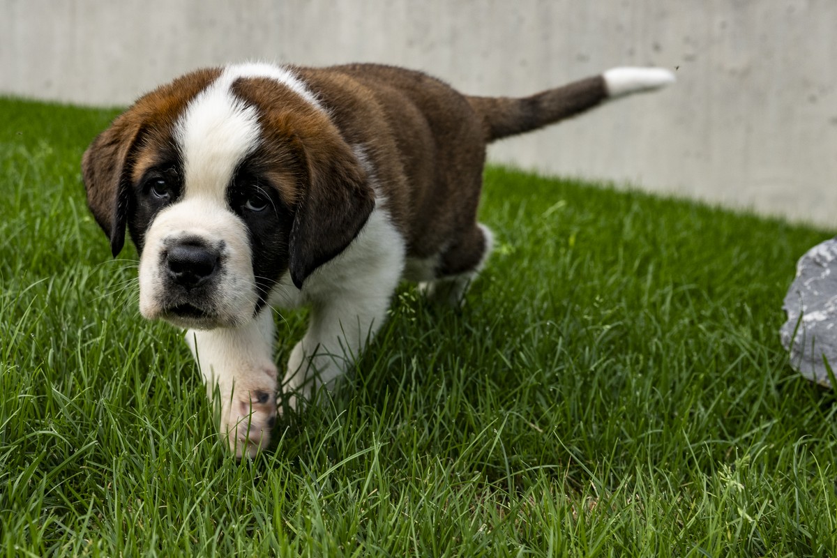 Un chiot du Saint-Bernard joue dans le parc pour chiots lors d'une visite de presse a l'occasion de l'inauguration officielle du nouveau Barryland le jeudi 26 juin 2025 a Martigny. (KEY ...