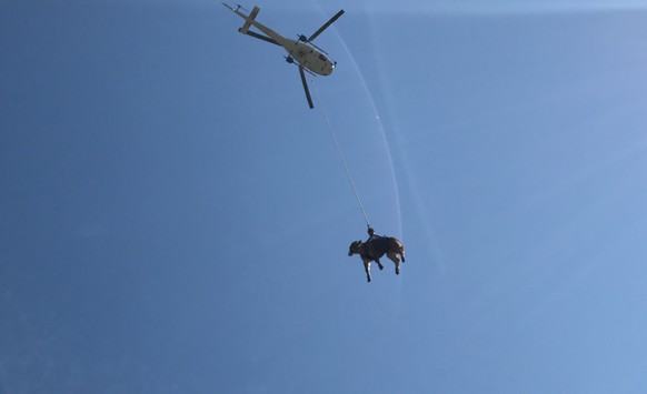 Chur GR, 13. Juni 2017: Ein Kalb ist entflohen, als es auf den Viehtransporter verladen werden sollte. Auf seiner Flucht geriet das Kalb in den Rhein, trieb abwärts und konnte sich schliesslich auf da ...