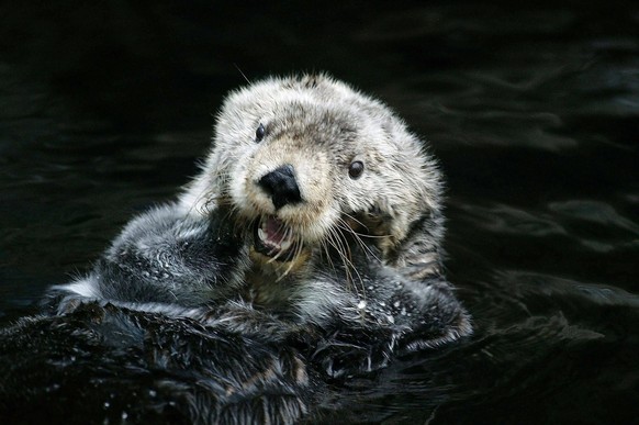 Seeotter Enhydra lutris, Ausgewachsener, Fellpflege, Kalifornien, USA, Nordamerika *** Seeotter Enhydra Lutris , Full-grown, Coat care, California, USA, North America Copyright: imageBROKER/G.xLacz ib ...