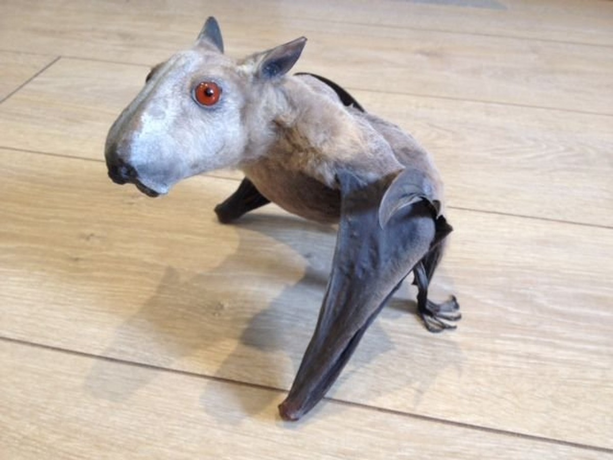 Hammerheaded Bat
Cute News
https://www.reddit.com/r/awwwtf/comments/93e1jo/hammerheaded_bat/