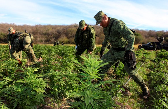 Soldiers destroy ten hectares of marijuana plantation after the Mexican army found it, while patrolling the area in Mocorito, in Sinaloa State, Mexico February 4, 2017. REUTERS/Jesus Bustamante FOR ED ...