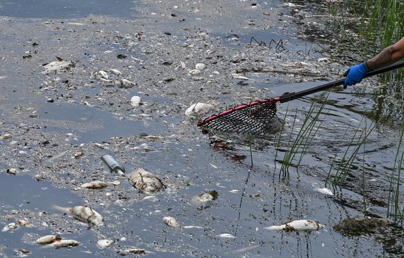 13.08.2022, Brandenburg, Lebus: Ein freiwilliger Helfer holt mit einem Kescher tote Fische aus dem Wasser des deutsch-polnischen Grenzflusses Oder. Seit mehren Tagen besch�ftigt das massive Fischsterb ...