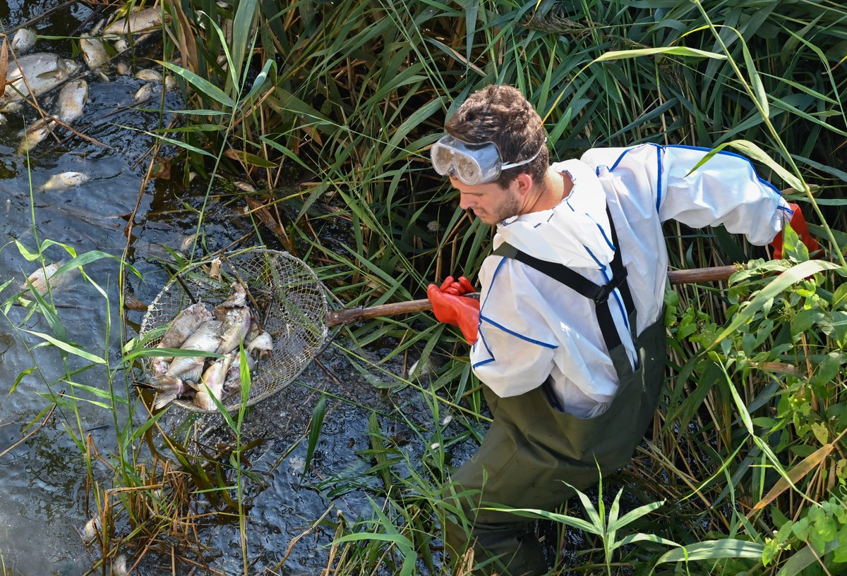 16.08.2022, Brandenburg, Schwedt: Andreas Hein, Ranger bei der Naturwacht Brandenburg, steht mit Schutzbekleidung im deutsch-polnischen Grenzfluss Westoder, nahe dem Abzweig vom Hauptfluss Oder und ho ...