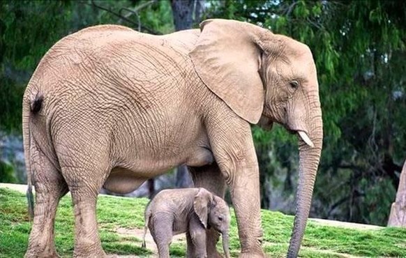 Diese 27 lustigen Tiere sorgen sofort für gute Laune\nCorina 👍

😍