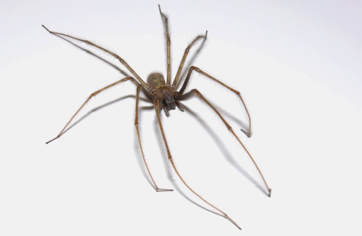 Hauswinkelspinne Tegenaria atrica House angle spider Tegenaria atrica Copyright: imageBROKER/SunbirdxImages iblmup13701850.jpg Bitte beachten Sie die gesetzlichen Bestimmungen des deutschen Urheberrec ...