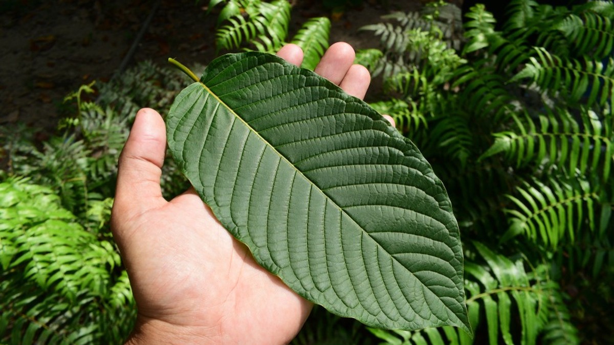 Zürcher Obergericht verurteilt Kratom-Händler zu Geldstrafe