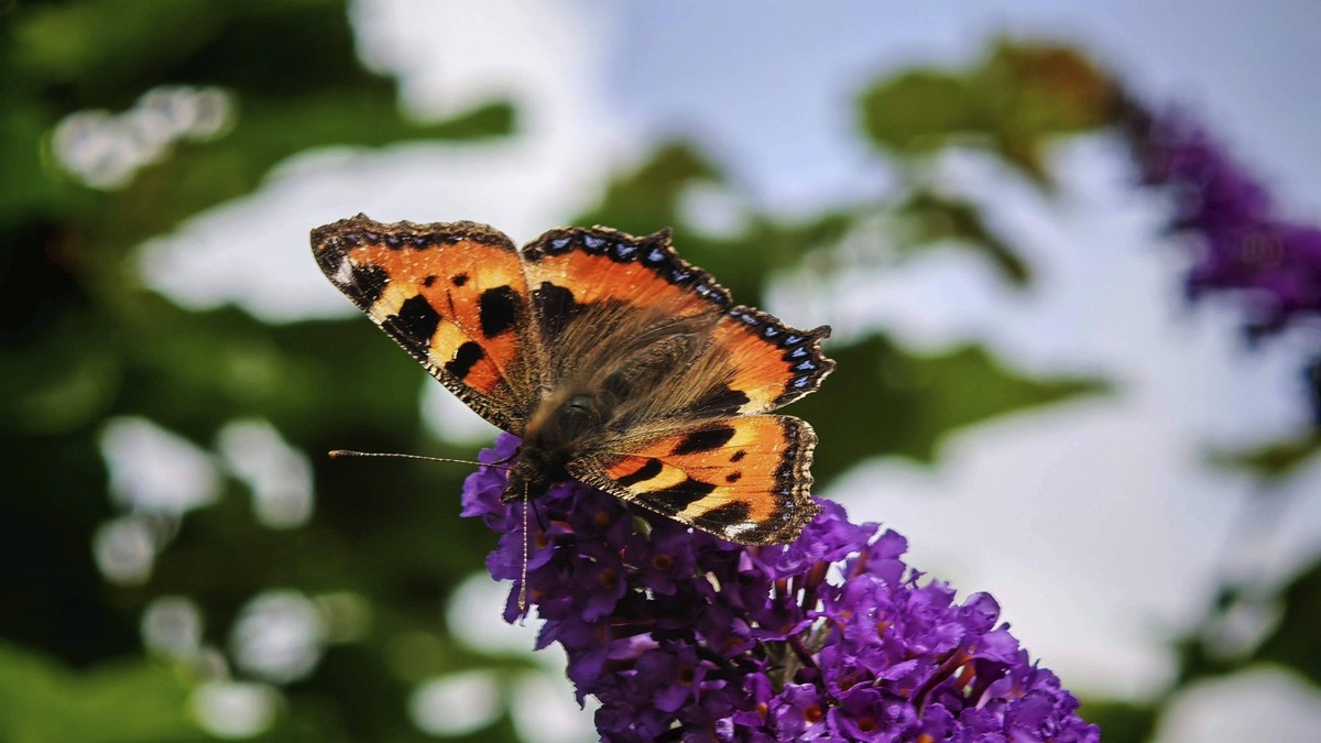 Detailaufnahme, Kleiner Fuchs aglais urticae Schmetterling auf einer violetten Blüte im Sonnenlicht, fränkische Schweiz Close-up, Small tortoiseshell aglais urticae butterfly on a purple flower in sun ...
