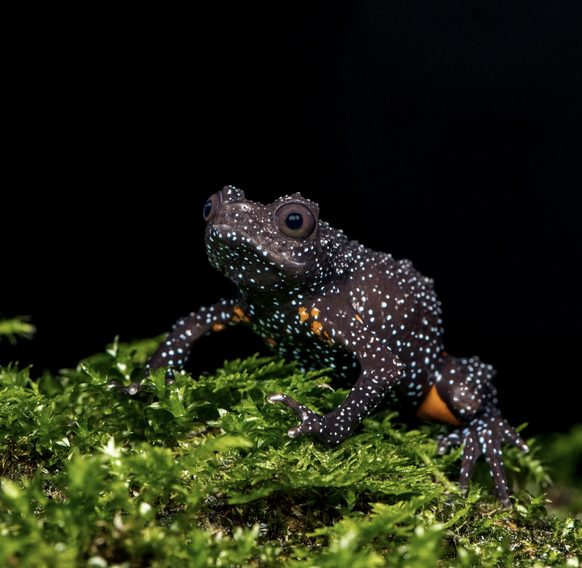 engmaul frosch / galaxy frog