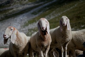 Nichts mit «Was guckst du?»&nbsp;– eher: Wo seid ihr bloss, liebe Langohr-Viecher?