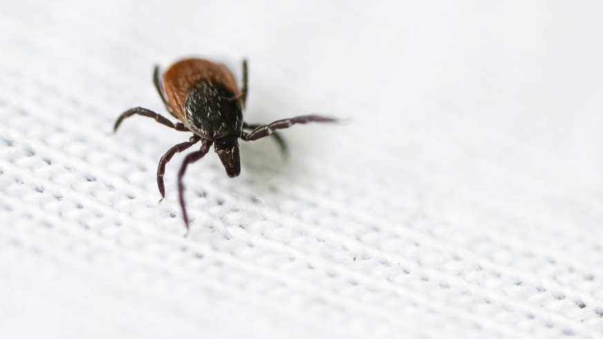 Eine Zecke auf einem weissen Tuch, gesammelt im Wald fuer die wissenschaftlichen Forschung, am Donnerstag, 11. Mai 2023 in Zuerich. (KEYSTONE/Michael Buholzer)