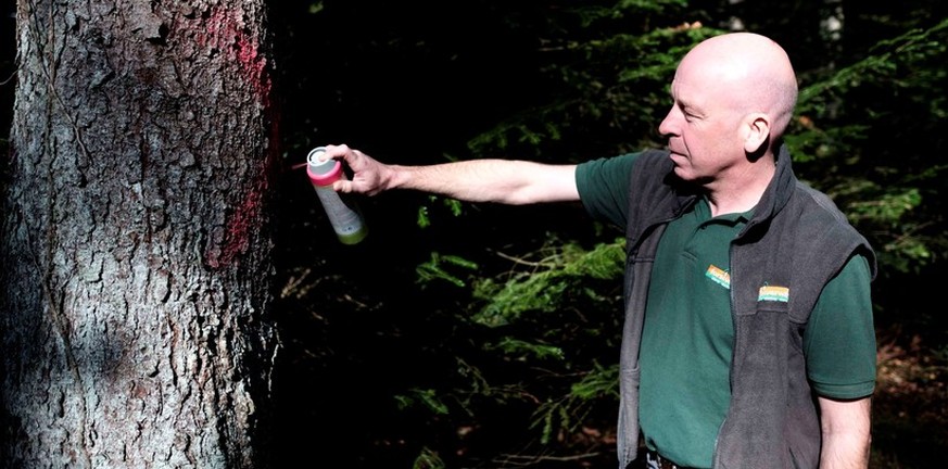Werner Lutz von der Forstverwaltung Suhr-Buchs-Aarau markiert einen Baum, der vom Borkenkäfer befallen worden ist.