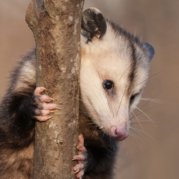 cute news tier possum

https://imgur.com/gallery/this-guys-smaller-F6Xny8U#/t/aww