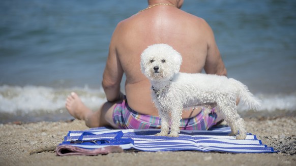 Ein Mann und sein Hund suchen Erfrischung am Ceresio-See am 7. August 2015 in Caslano TI. Auch am Freitag kletterten die Temperaturen weitverbreitet auf ueber 35 Grad. (KEYSTONE/Ti-Press/Pablo Gianina ...
