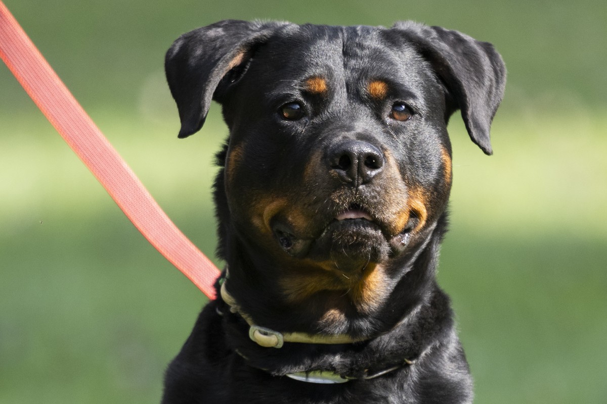 Die fuenfjaehrige Rottweiler Huendin Tinka bei der Wesensbeurteilung, aufgenommen am Mittwoch, 9. Juli 2025 in Zuerich. Seit dem 1. Januar 2025 ist die Neuanschaffung von Rottweilern im Kanton Zuerich ...