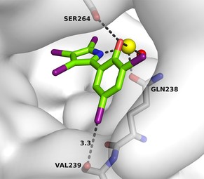 Die Enzymoberfläche erscheint grau, das Kohlenstoffgerüst des Pseudilins grün.&nbsp;