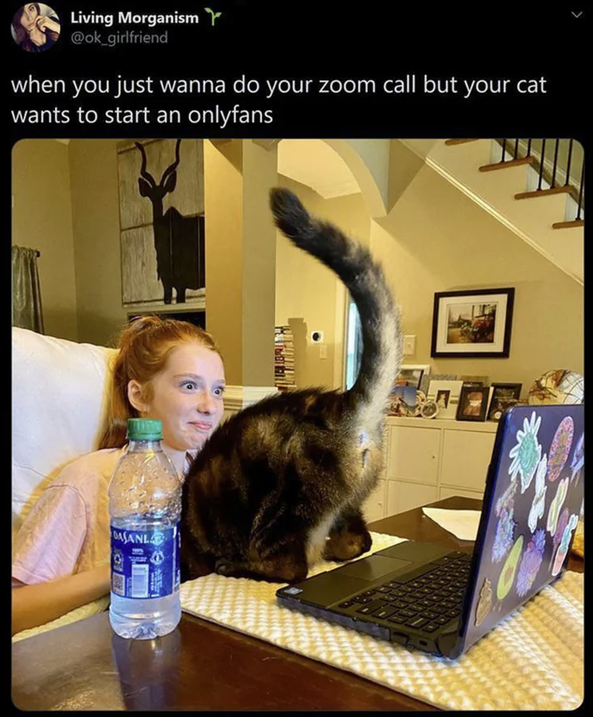 Lustige Memes für Cute News: Katze am Laptop
