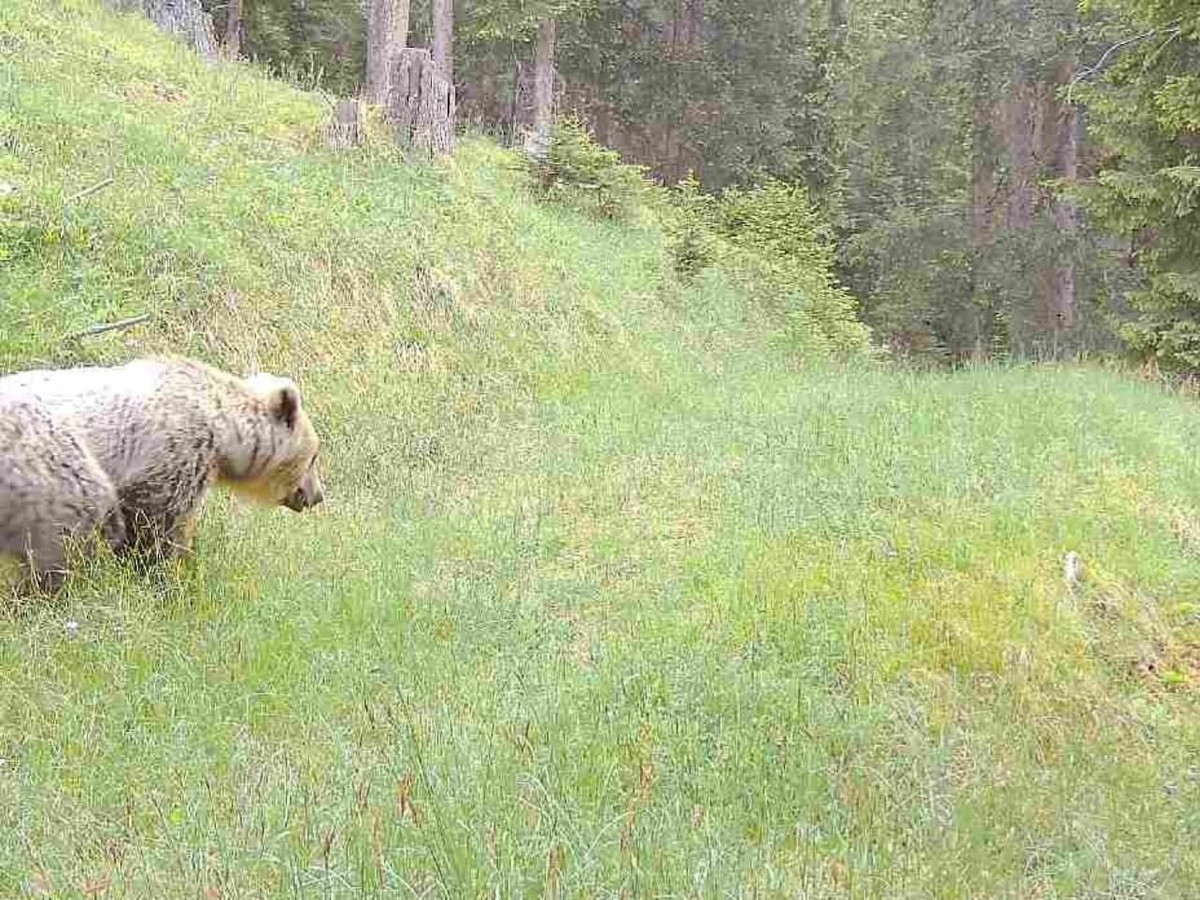 Un ours photographié le 10 juin dernier à Bergün (GR) par un piège photographique.
