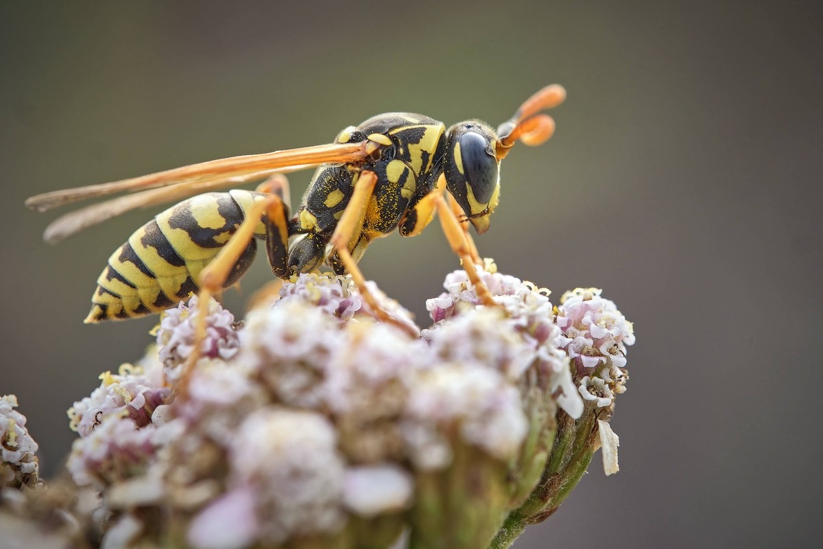 Haus-Feldwespe Polistes dominula . Haus-Feldwespe Polistes dominula . 20250803MIC0086 *** House field wasp Polistes dominula House field wasp Polistes dominula 20250803MIC0086